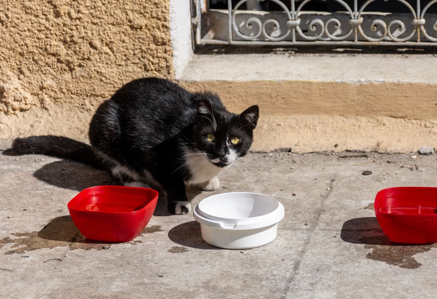 Alimentation humide chat : comparatif et choix idéal