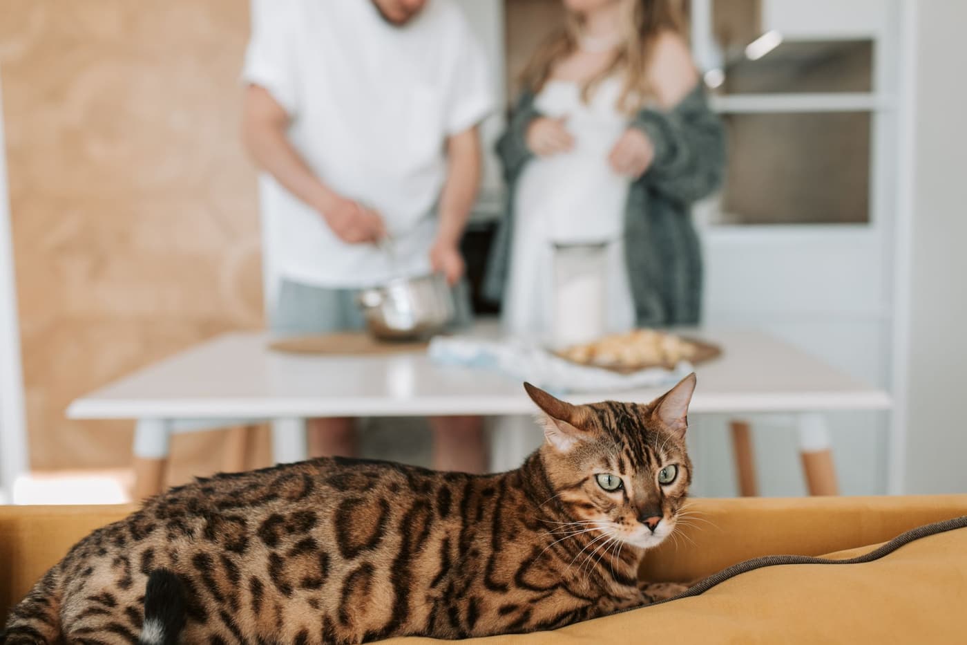 Aliments interdits pour le chat : la liste à connaître