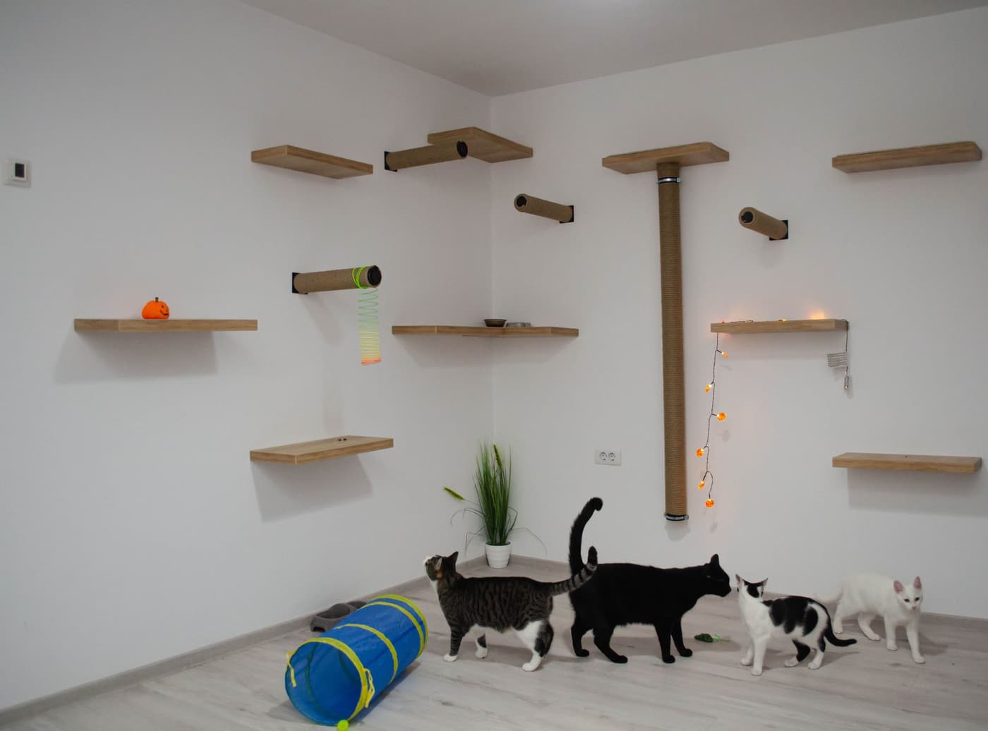 Arbre à chat : comment le choisir