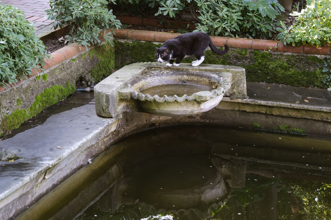 Chat qui ne boit pas assez : que faire