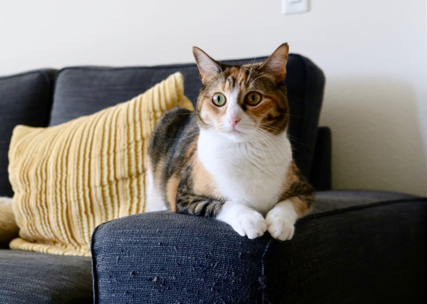 Chat qui gratte le canapé : que faire