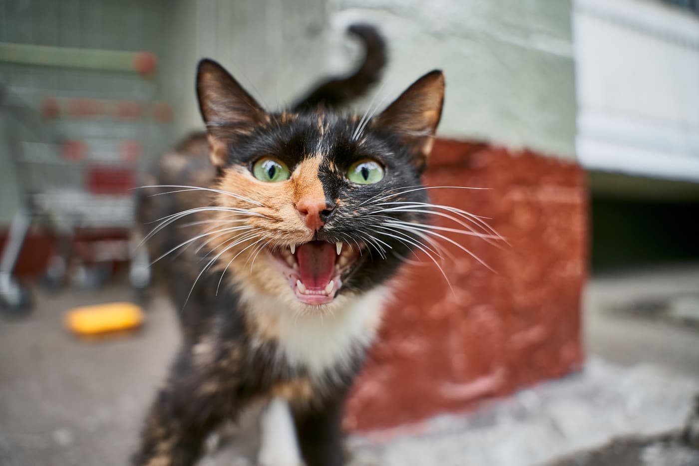 Pourquoi mon chat miaule la nuit