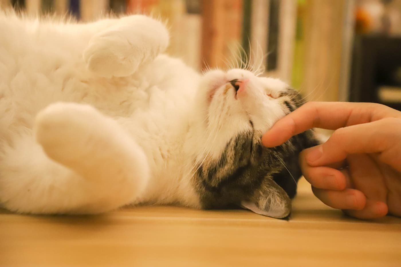 Pourquoi un chat ronronne : ce que cela signifie vraiment