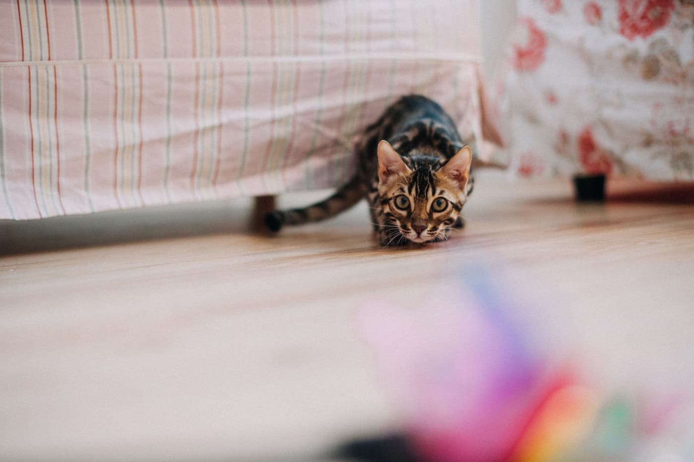 Pourquoi votre chat vous suit partout