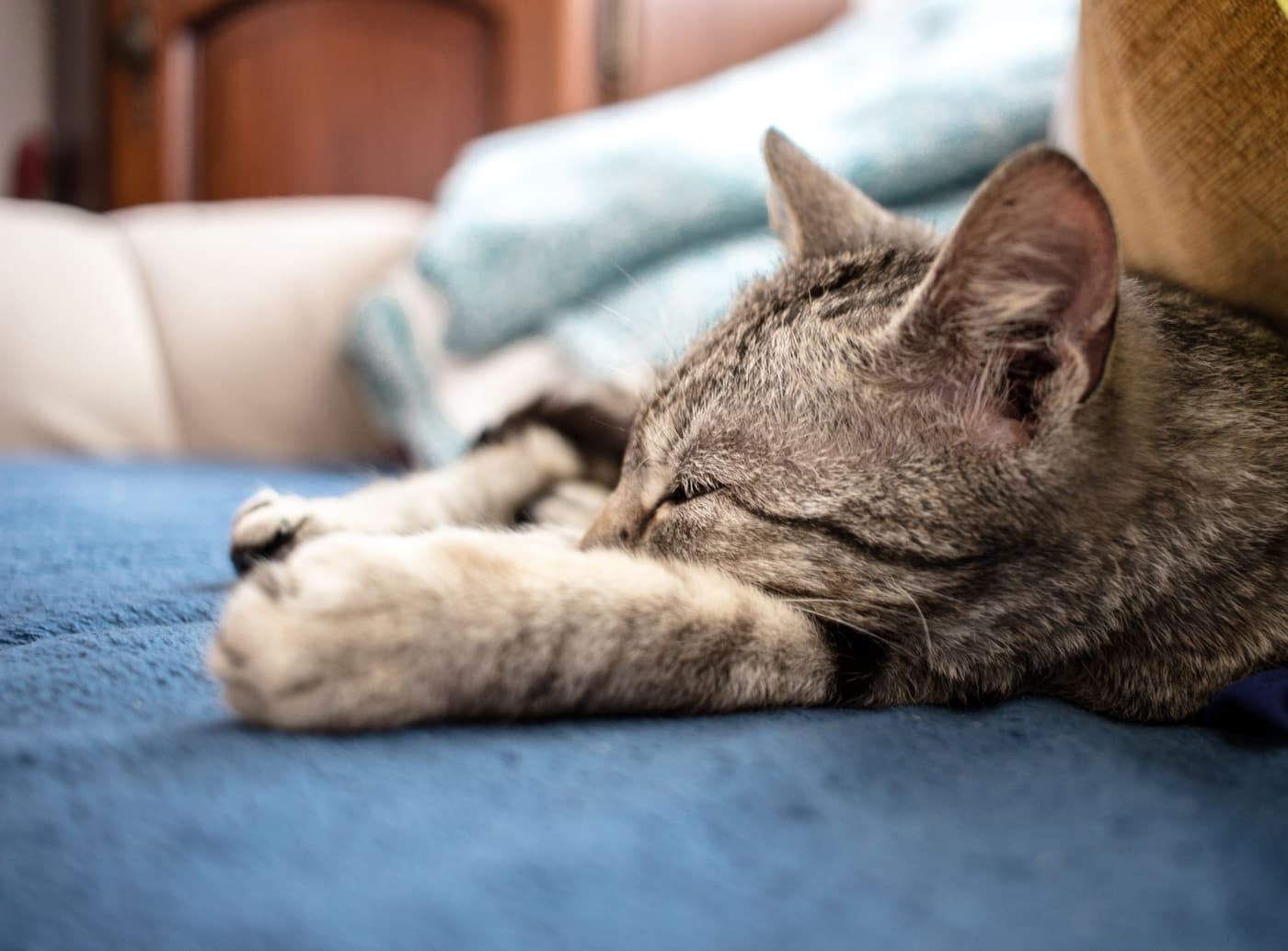 Combien de temps laisser un chat seul