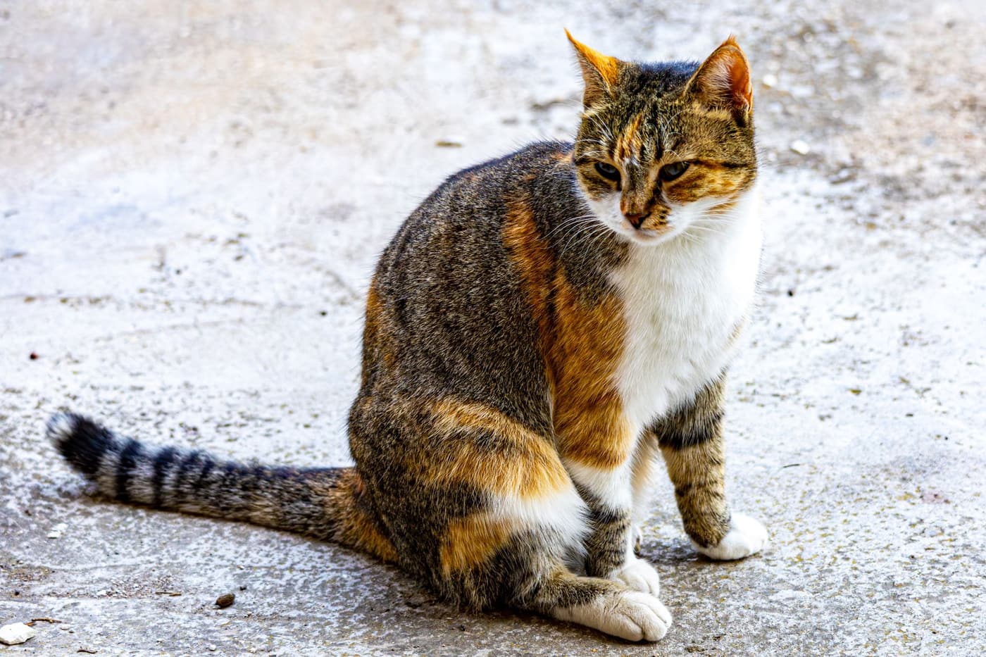 Comprendre le langage corporel d'un chat