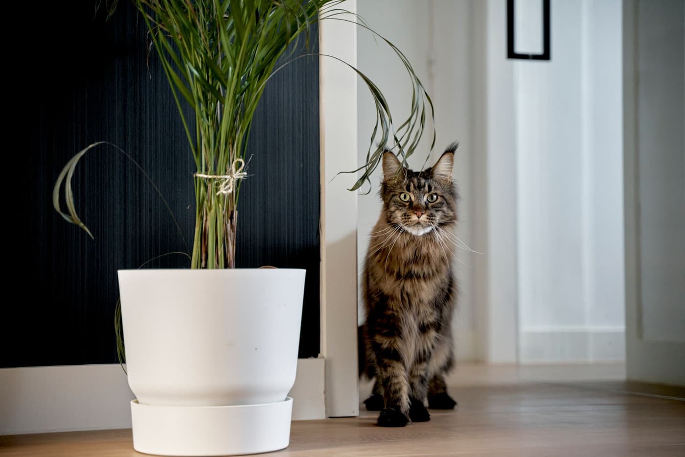 Maine coon : caractère, santé et entretien