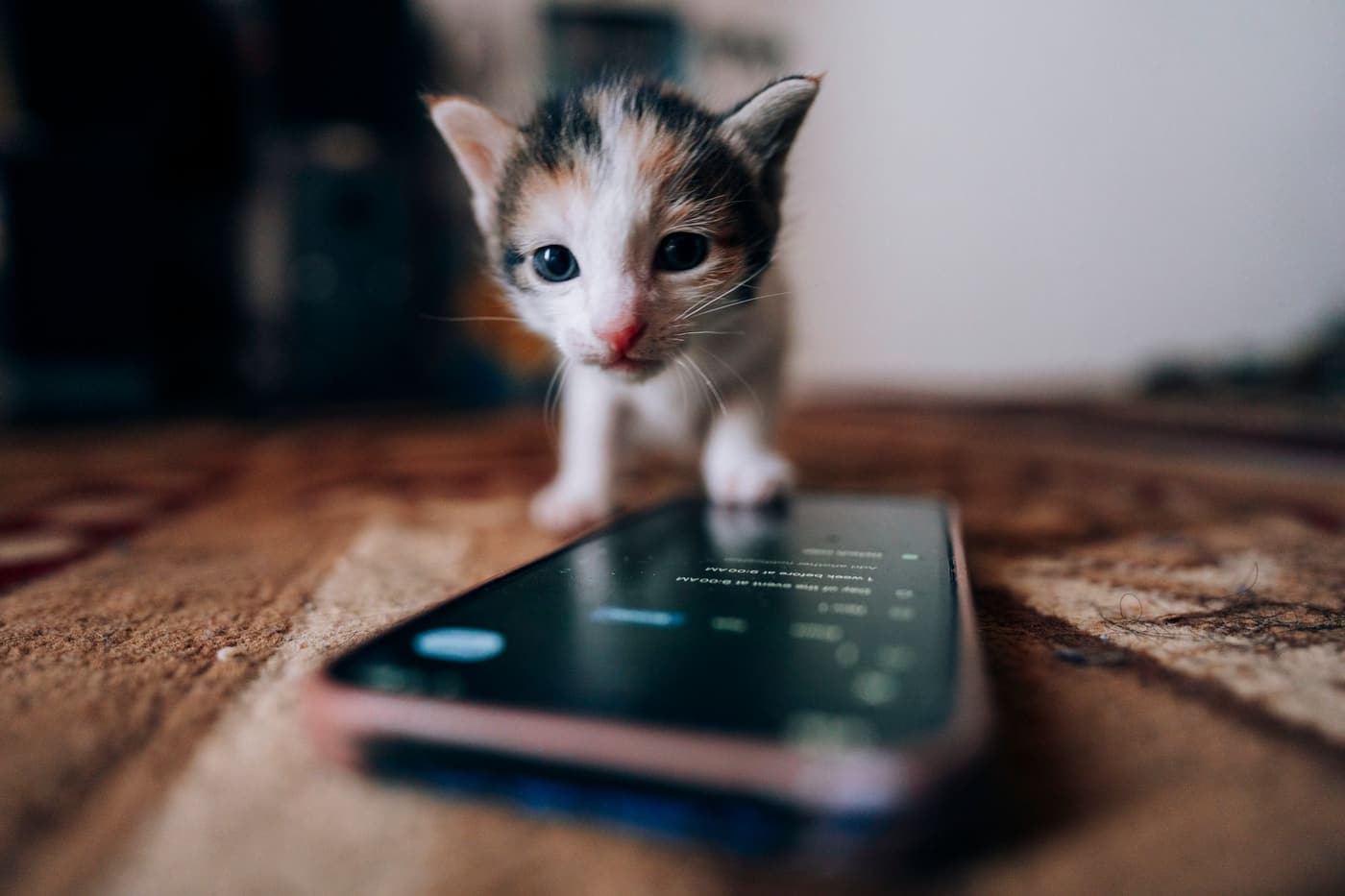 Les premiers jours d'un chaton à la maison