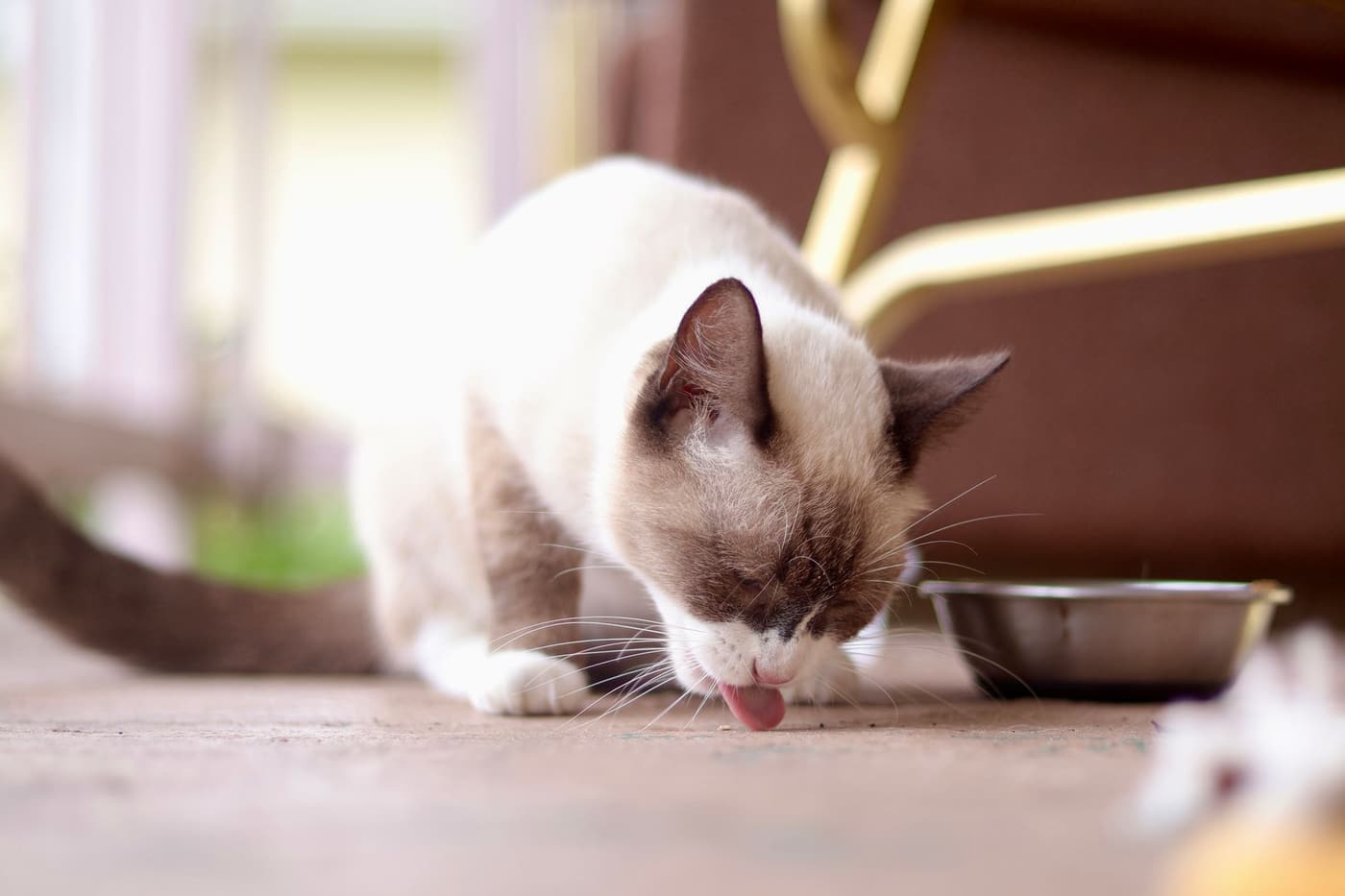 Ration chaton 3 mois : besoins et quantités idéales