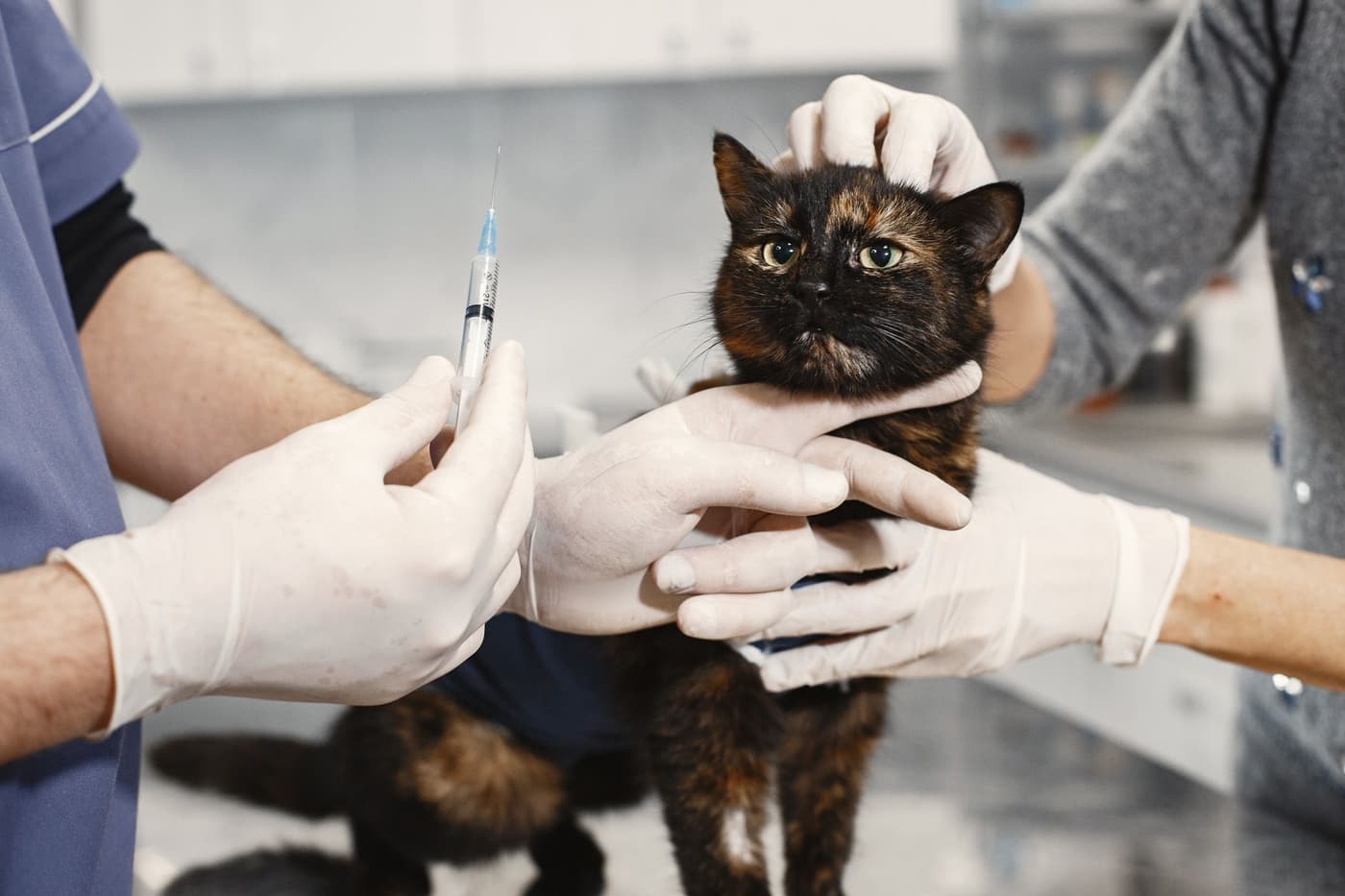 Santé dentaire du chat : prévenir et soigner