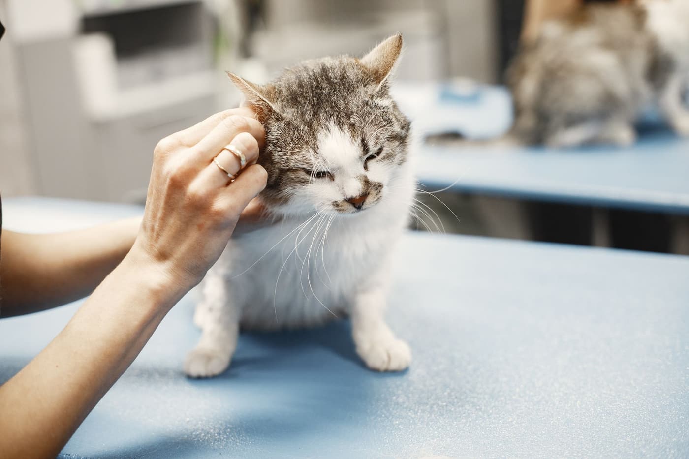Stérilisation du chat : quand, pourquoi et comment