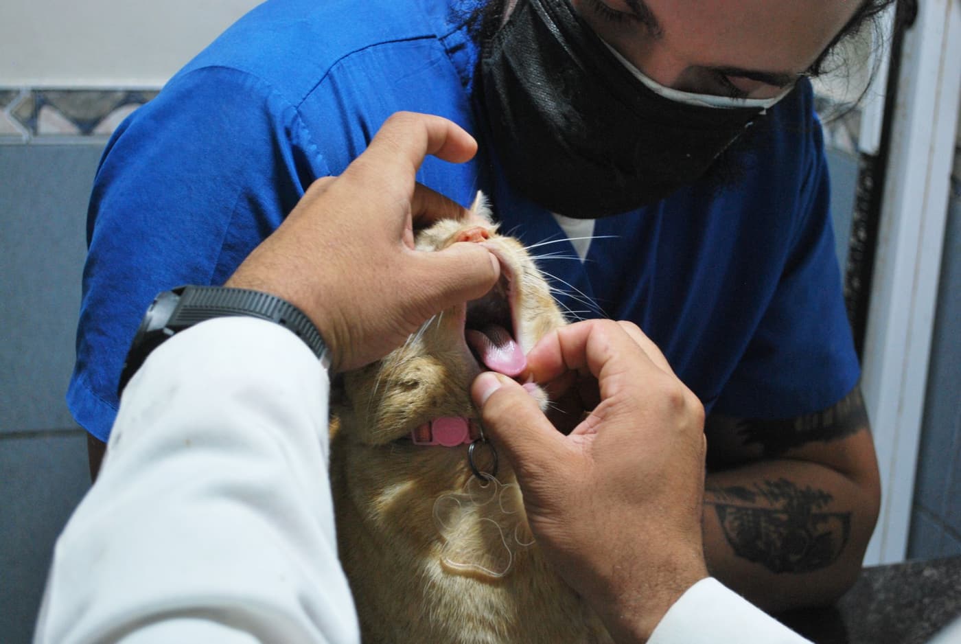 Vaccins chaton : calendrier, prix et maladies protégées